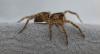 Piratula sp.